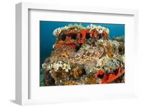 Two Scorpionfish (Scorpaena Porcus) Lying on Artificial Reef, Larvotto Marine Reserve, Monaco-Banfi-Framed Photographic Print