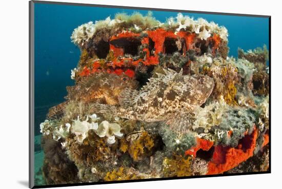 Two Scorpionfish (Scorpaena Porcus) Lying on Artificial Reef, Larvotto Marine Reserve, Monaco-Banfi-Mounted Photographic Print