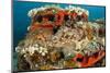 Two Scorpionfish (Scorpaena Porcus) Lying on Artificial Reef, Larvotto Marine Reserve, Monaco-Banfi-Mounted Photographic Print