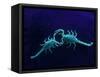 Two Scorpions Under Blacklight, Maverick County, Texas, USA-Cathy & Gordon Illg-Framed Stretched Canvas