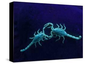 Two Scorpions Under Blacklight, Maverick County, Texas, USA-Cathy & Gordon Illg-Stretched Canvas