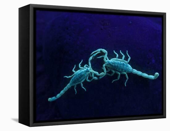 Two Scorpions Under Blacklight, Maverick County, Texas, USA-Cathy & Gordon Illg-Framed Stretched Canvas