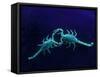 Two Scorpions Under Blacklight, Maverick County, Texas, USA-Cathy & Gordon Illg-Framed Stretched Canvas