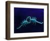 Two Scorpions Under Blacklight, Maverick County, Texas, USA-Cathy & Gordon Illg-Framed Photographic Print