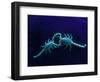 Two Scorpions Under Blacklight, Maverick County, Texas, USA-Cathy & Gordon Illg-Framed Photographic Print