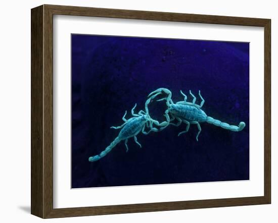 Two Scorpions Under Blacklight, Maverick County, Texas, USA-Cathy & Gordon Illg-Framed Photographic Print