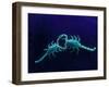 Two Scorpions Under Blacklight, Maverick County, Texas, USA-Cathy & Gordon Illg-Framed Photographic Print