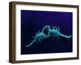 Two Scorpions Under Blacklight, Maverick County, Texas, USA-Cathy & Gordon Illg-Framed Photographic Print