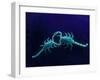 Two Scorpions Under Blacklight, Maverick County, Texas, USA-Cathy & Gordon Illg-Framed Photographic Print