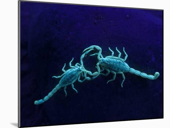 Two Scorpions Under Blacklight, Maverick County, Texas, USA-Cathy & Gordon Illg-Mounted Photographic Print