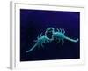 Two Scorpions Under Blacklight, Maverick County, Texas, USA-Cathy & Gordon Illg-Framed Photographic Print