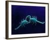 Two Scorpions Under Blacklight, Maverick County, Texas, USA-Cathy & Gordon Illg-Framed Photographic Print