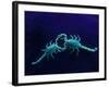 Two Scorpions Under Blacklight, Maverick County, Texas, USA-Cathy & Gordon Illg-Framed Photographic Print