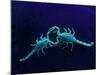 Two Scorpions Under Blacklight, Maverick County, Texas, USA-Cathy & Gordon Illg-Mounted Photographic Print