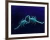 Two Scorpions Under Blacklight, Maverick County, Texas, USA-Cathy & Gordon Illg-Framed Photographic Print