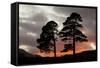 Two Scots Pine Trees (Pinus Sylvestris) Silhouetted at Sunset, Glen Affric, Scotland, UK-Peter Cairns-Framed Stretched Canvas