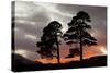 Two Scots Pine Trees (Pinus Sylvestris) Silhouetted at Sunset, Glen Affric, Scotland, UK-Peter Cairns-Stretched Canvas