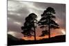 Two Scots Pine Trees (Pinus Sylvestris) Silhouetted at Sunset, Glen Affric, Scotland, UK-Peter Cairns-Mounted Photographic Print