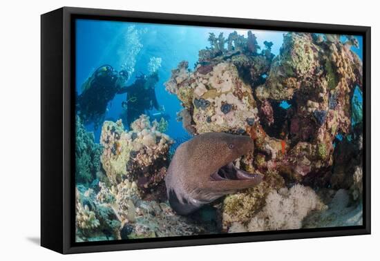 Two Scuba Divers-Mark Doherty-Framed Stretched Canvas