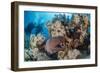 Two Scuba Divers-Mark Doherty-Framed Photographic Print