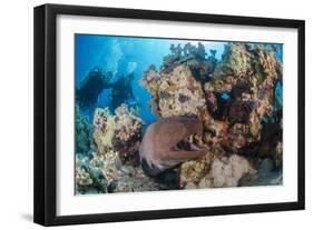 Two Scuba Divers-Mark Doherty-Framed Photographic Print