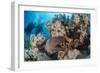 Two Scuba Divers-Mark Doherty-Framed Photographic Print