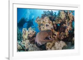 Two Scuba Divers-Mark Doherty-Framed Photographic Print