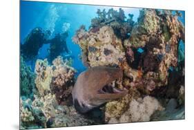 Two Scuba Divers-Mark Doherty-Mounted Photographic Print