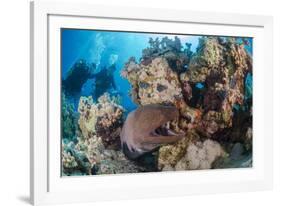 Two Scuba Divers-Mark Doherty-Framed Photographic Print