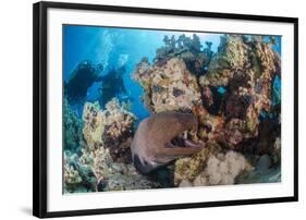 Two Scuba Divers-Mark Doherty-Framed Photographic Print