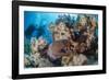 Two Scuba Divers-Mark Doherty-Framed Photographic Print