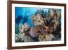 Two Scuba Divers-Mark Doherty-Framed Photographic Print