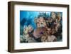 Two Scuba Divers-Mark Doherty-Framed Photographic Print