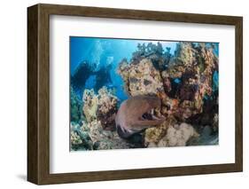 Two Scuba Divers-Mark Doherty-Framed Photographic Print