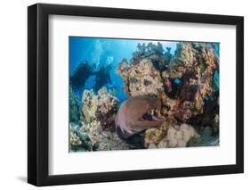 Two Scuba Divers-Mark Doherty-Framed Photographic Print