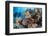 Two Scuba Divers-Mark Doherty-Framed Photographic Print