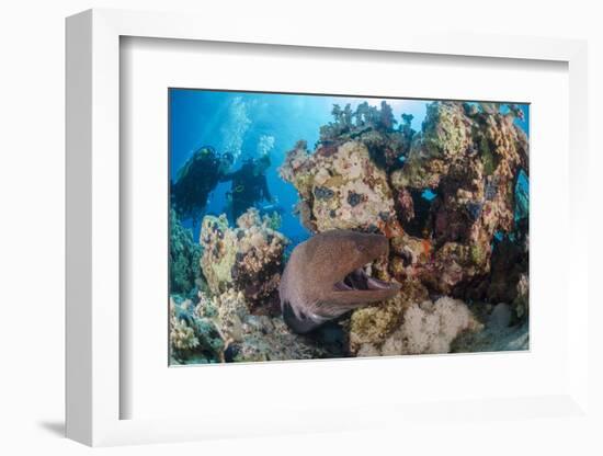 Two Scuba Divers-Mark Doherty-Framed Photographic Print
