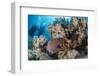 Two Scuba Divers-Mark Doherty-Framed Photographic Print