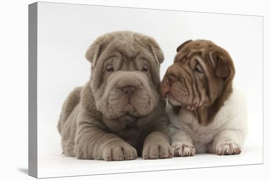 Two Shar Pei Puppies Sitting Side by Side-Mark Taylor-Stretched Canvas