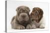 Two Shar Pei Puppies Sitting Side by Side-Mark Taylor-Stretched Canvas