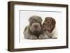 Two Shar Pei Puppies Sitting Side by Side-Mark Taylor-Framed Photographic Print