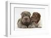 Two Shar Pei Puppies Sitting Side by Side-Mark Taylor-Framed Photographic Print