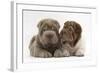 Two Shar Pei Puppies Sitting Side by Side-Mark Taylor-Framed Photographic Print