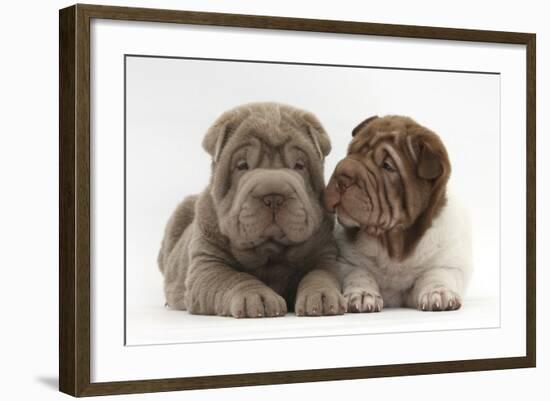 Two Shar Pei Puppies Sitting Side by Side-Mark Taylor-Framed Photographic Print