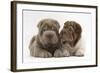 Two Shar Pei Puppies Sitting Side by Side-Mark Taylor-Framed Photographic Print