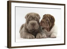 Two Shar Pei Puppies Sitting Side by Side-Mark Taylor-Framed Photographic Print