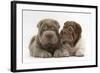 Two Shar Pei Puppies Sitting Side by Side-Mark Taylor-Framed Photographic Print