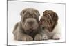 Two Shar Pei Puppies Sitting Side by Side-Mark Taylor-Mounted Photographic Print