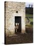 Two Sheep in a Field Barn Near Aysgarth, Yorkshire Dales, England, United Kingdom, Europe-Mark Sunderland-Stretched Canvas