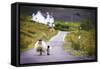 Two Sheep Walking on Street in Scotland-OtmarW-Framed Stretched Canvas